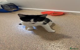Mixed Breed cats for sale: Sprinkle (FREE) - Image 1