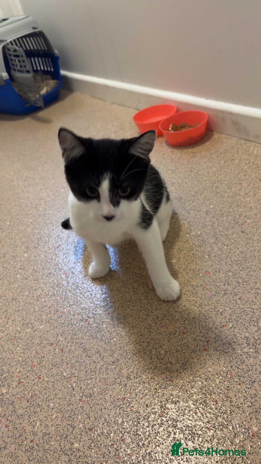 Mixed Breed cats for sale: Sprinkle (FREE) - Image 1