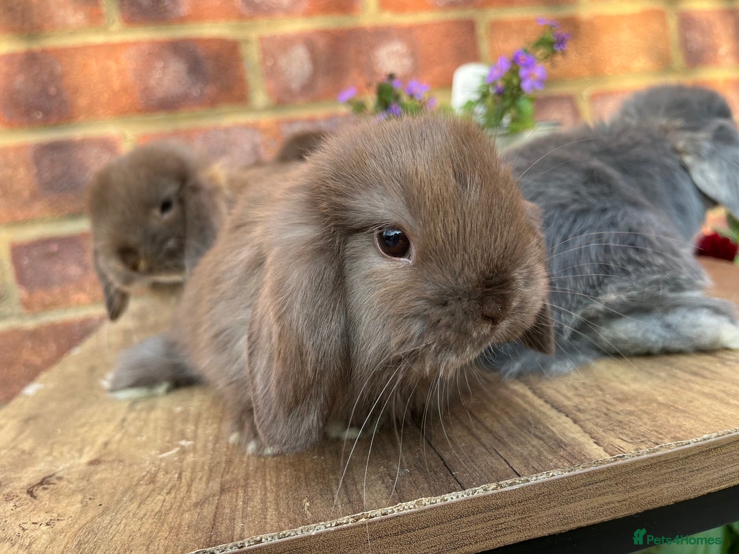 Mini Lop rabbits for sale: Mini lop babies RTL 2nd September - Image 4