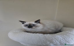 Ragdoll cats for sale: Beautiful Kittens ready to leave for new home - Image 12