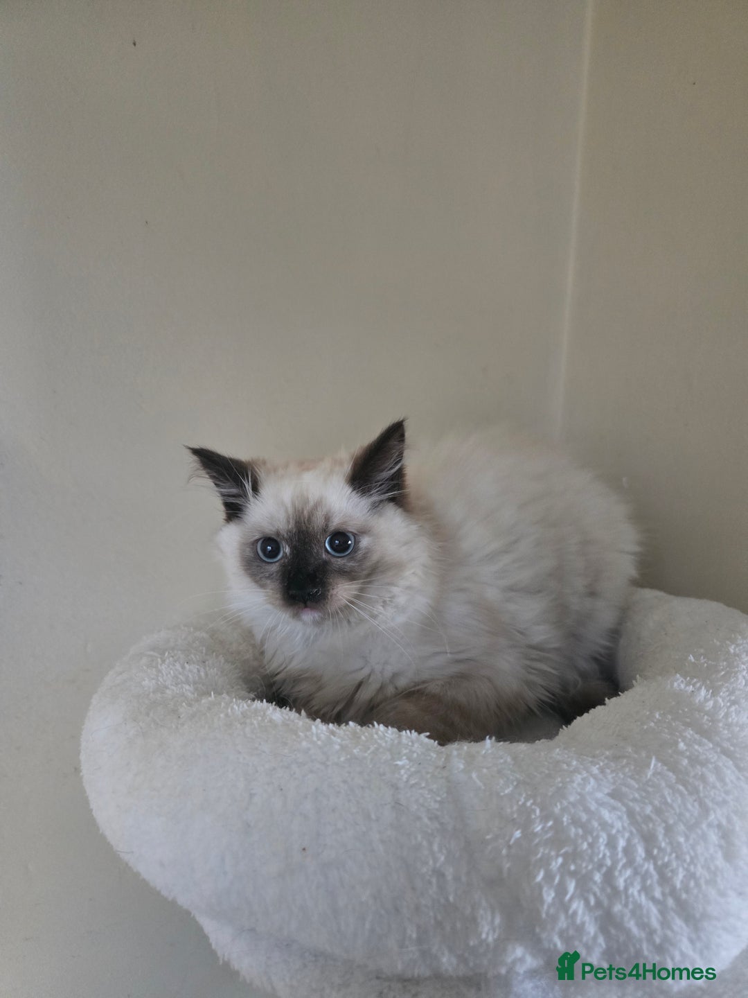 Ragdoll cats for sale: Beautiful Kittens ready to leave for new home - Image 12