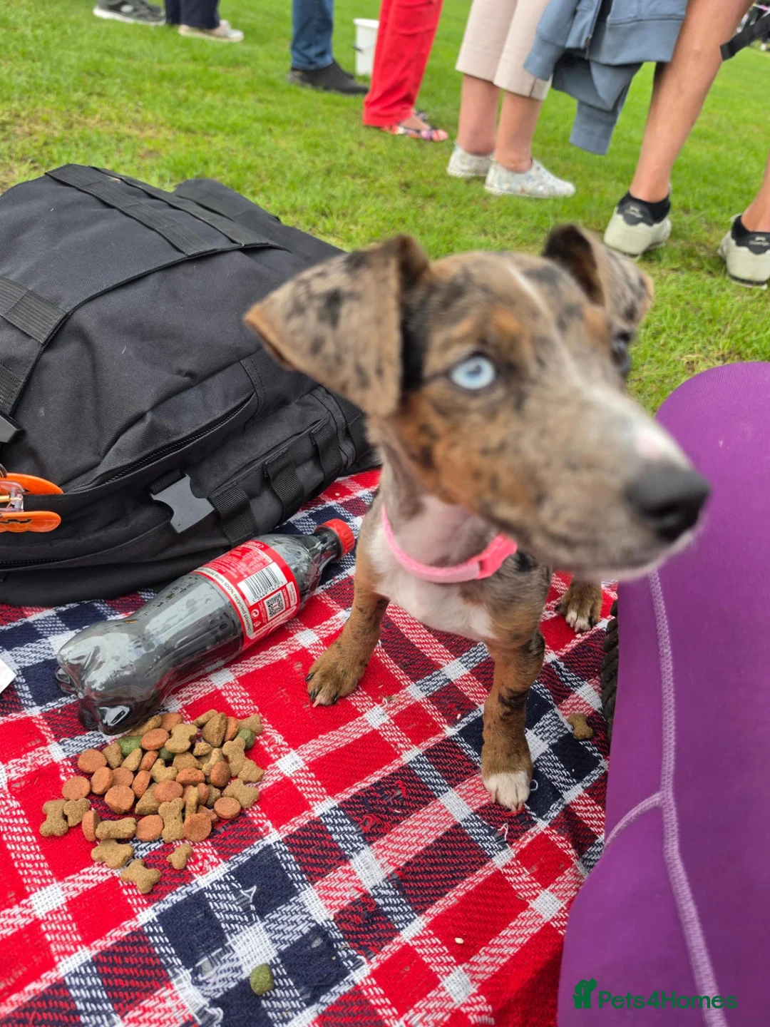 Mixed Breed dogs for sale: Female Merle Jack russel mixed breed - Advert 1