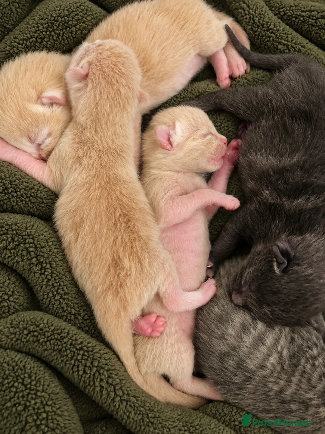 Ragdoll cats for sale: 5 Ragdoll mix kittens in Havant - Advert 8