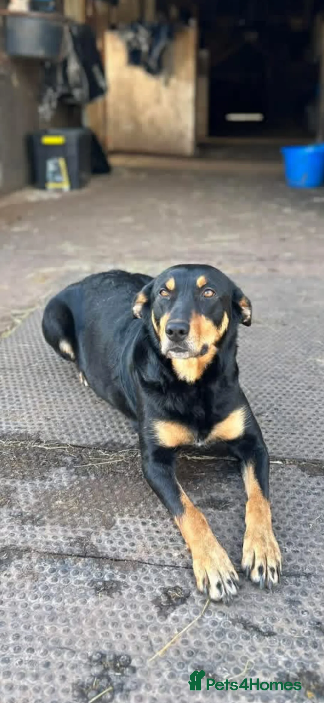 Mixed Breed dogs for sale: Kelpie x Welsh Collie Puppies  - Advert 2