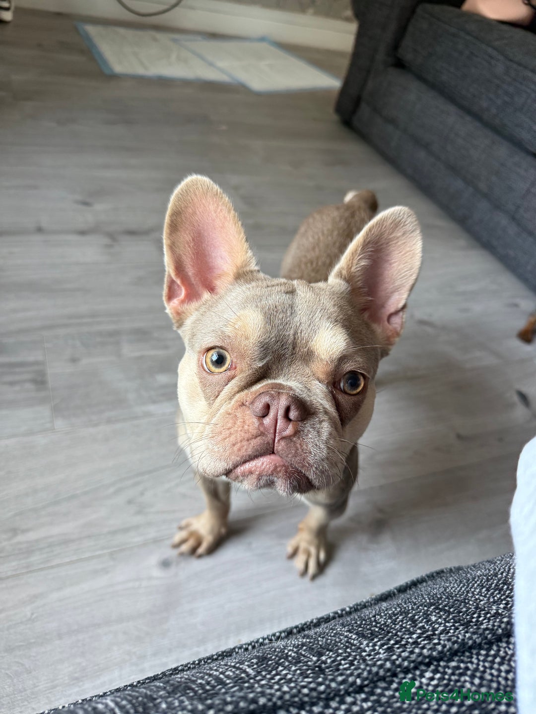Mixed Breed dogs for sale: Rehoming - Please read the description  - Image 3