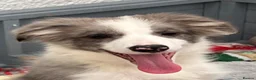 Border Collie dogs for sale: Gorgeous KC Registered Border Collies Ready now  - Advert 15