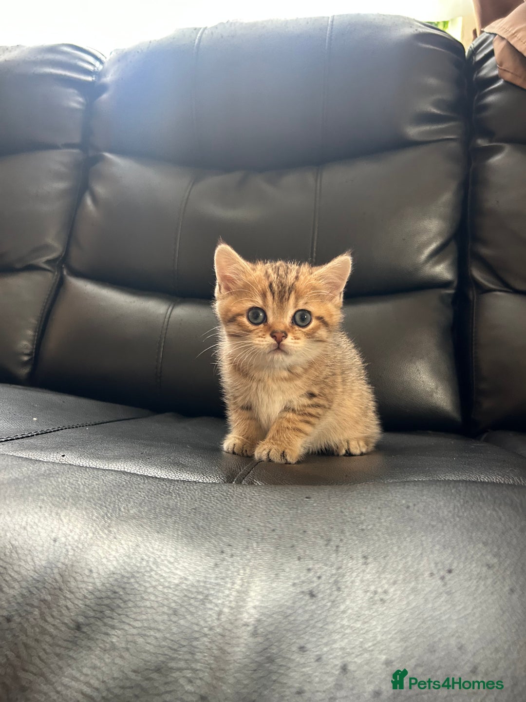 British Shorthair cats for sale: British shorthair chocolate and silver pointed  - Advert 6