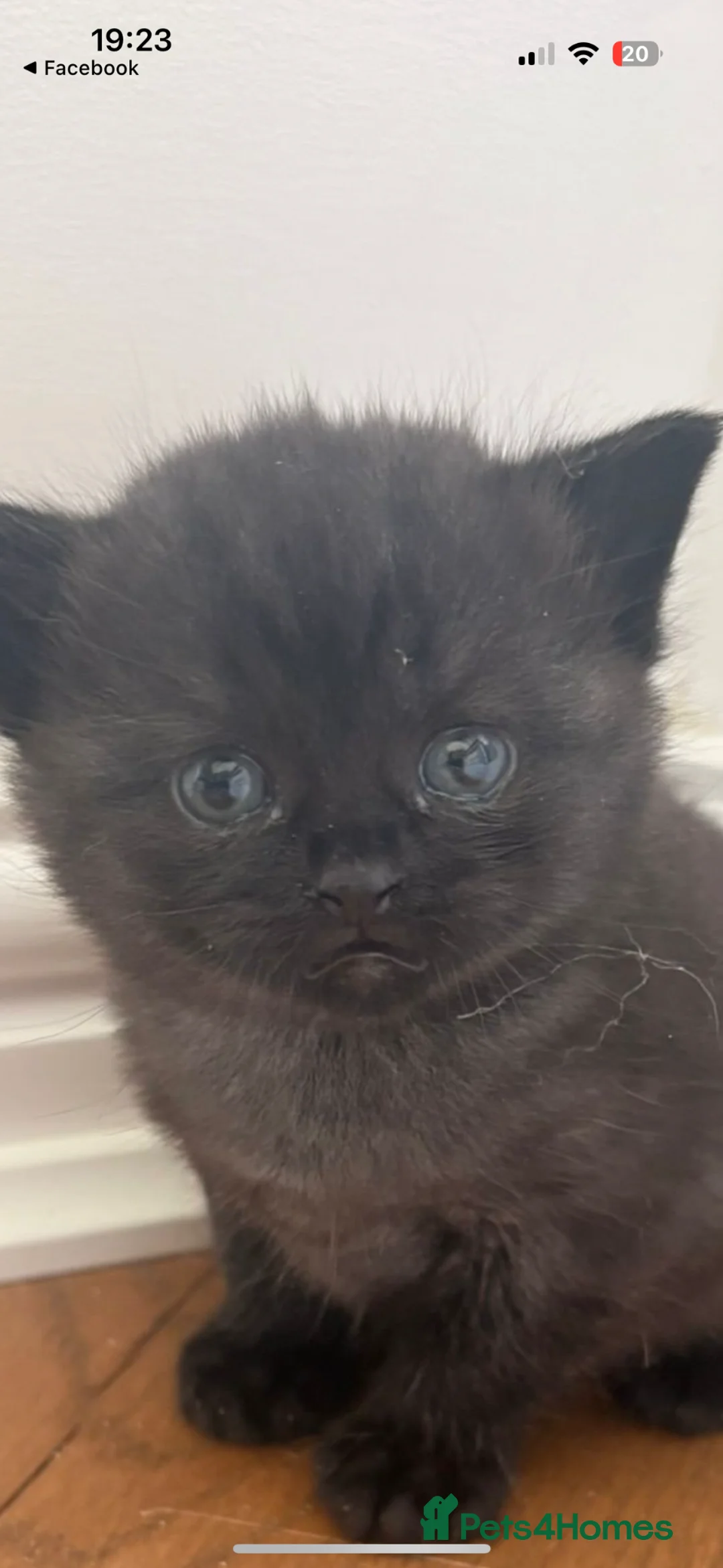 British Shorthair cats for sale: Gorgeous half British Shorthair kittens - Advert 10