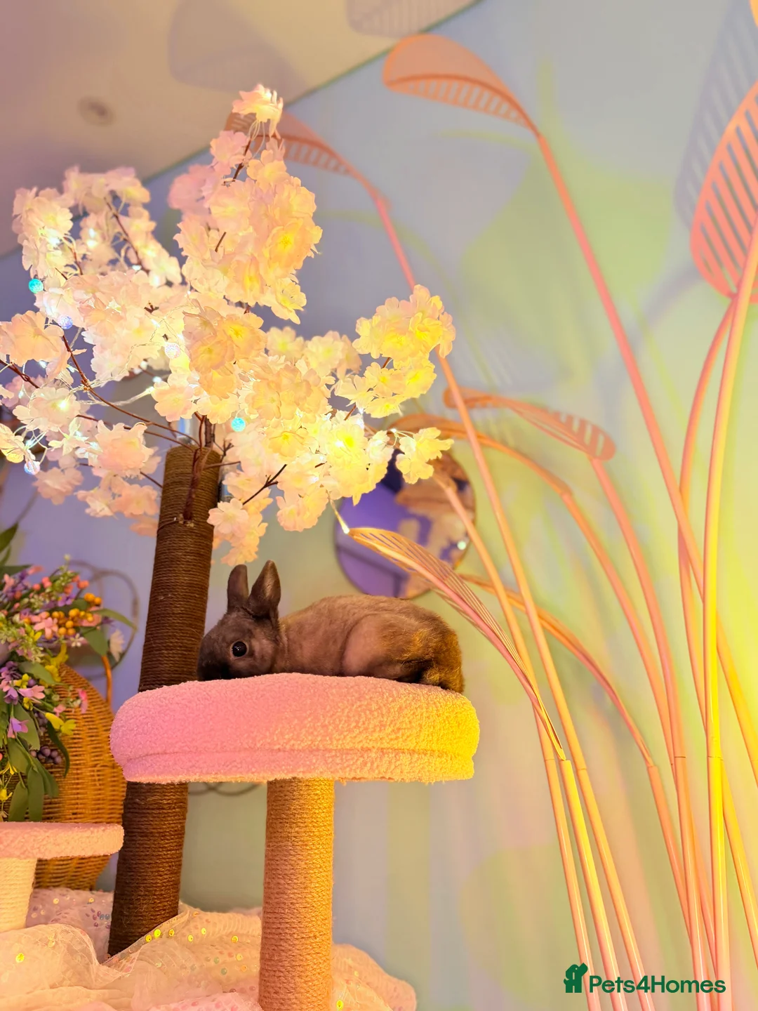 Netherland Dwarf rabbits for sale: Urgent rehoming. Young Netherland dwarf+ mini lop - Advert 16