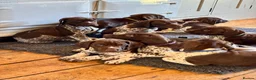 German Shorthaired Pointer dogs for sale: Healthy,Happy KC Registered GSP pups.  - Advert 20