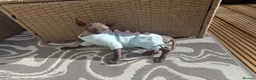 Sphynx cats for sale: Black sphynx boy looking for a new home.  - Advert 4
