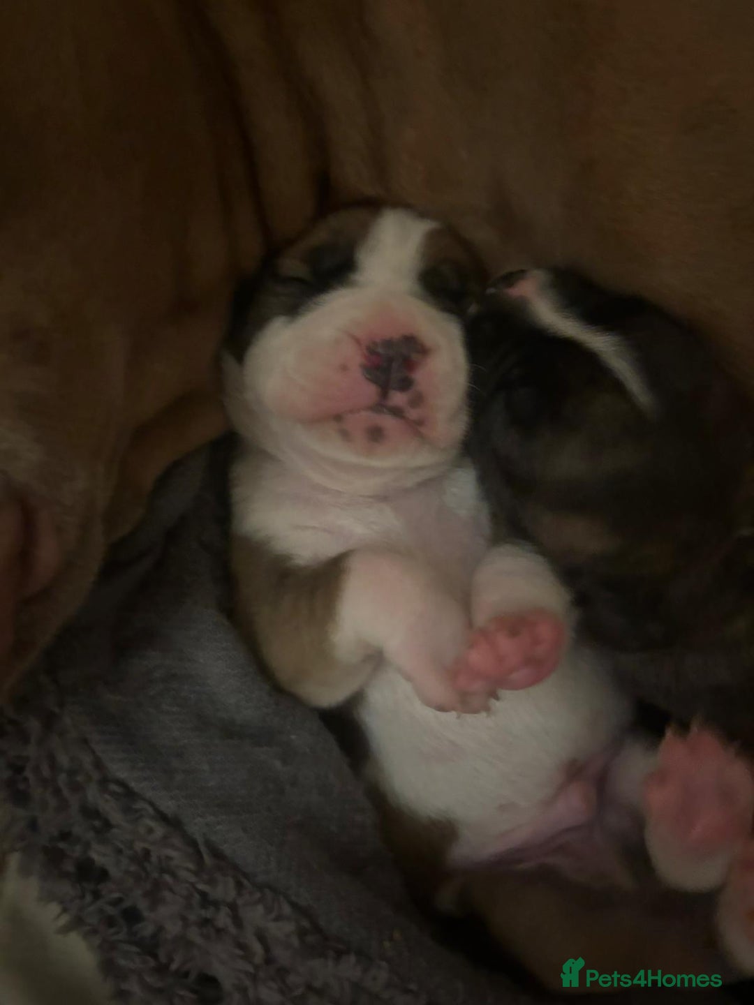 American Bulldog dogs for sale: American bulldog pups for sale - Advert 6