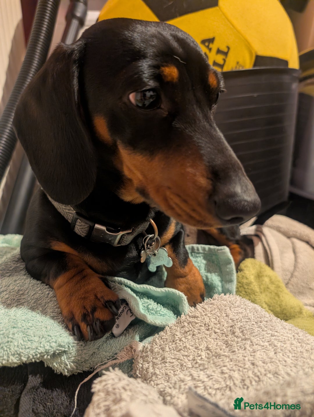 Miniature Dachshund dogs for stud: STUD - KC REG Mini Dachshund -PROVEN - Image 3