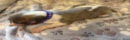 Whippet dogs for sale: Beautiful KC Whippet Puppies - Advert 3