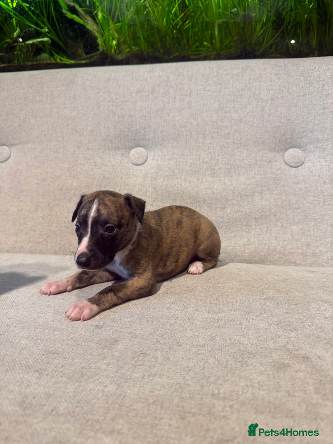 Whippet dogs for sale: KC Registered Whippet Puppies - Image 12