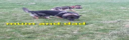 German Shepherd dogs for sale: READY TO GO!! 2 male german shepherds - Advert 13