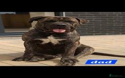 Cane Corso dogs for sale: Cane Corso puppy - Image 7