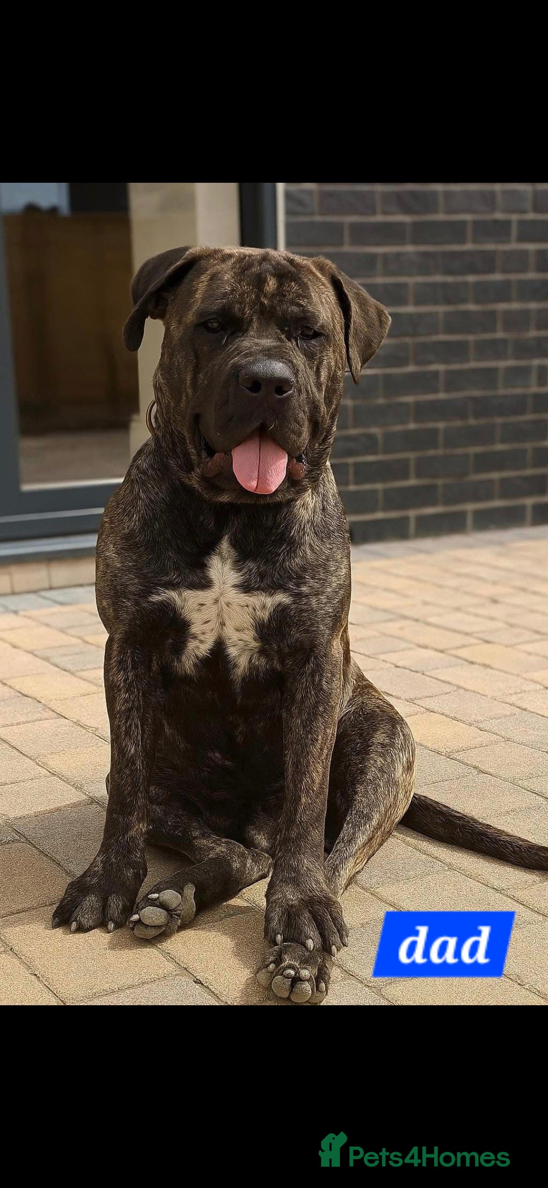 Cane Corso dogs for sale: Cane Corso puppy - Image 7