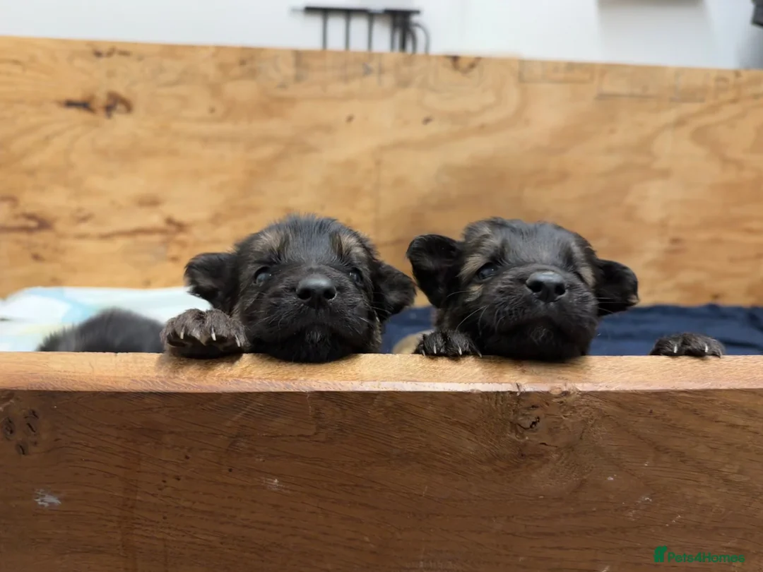 German Shepherd dogs for sale: Straight Back German Shepard’s in Horncastle - Advert 14