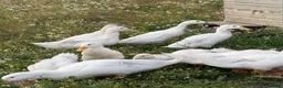 Ducks poultry for sale: Female Aylesbury and Runner Ducks - Advert 7