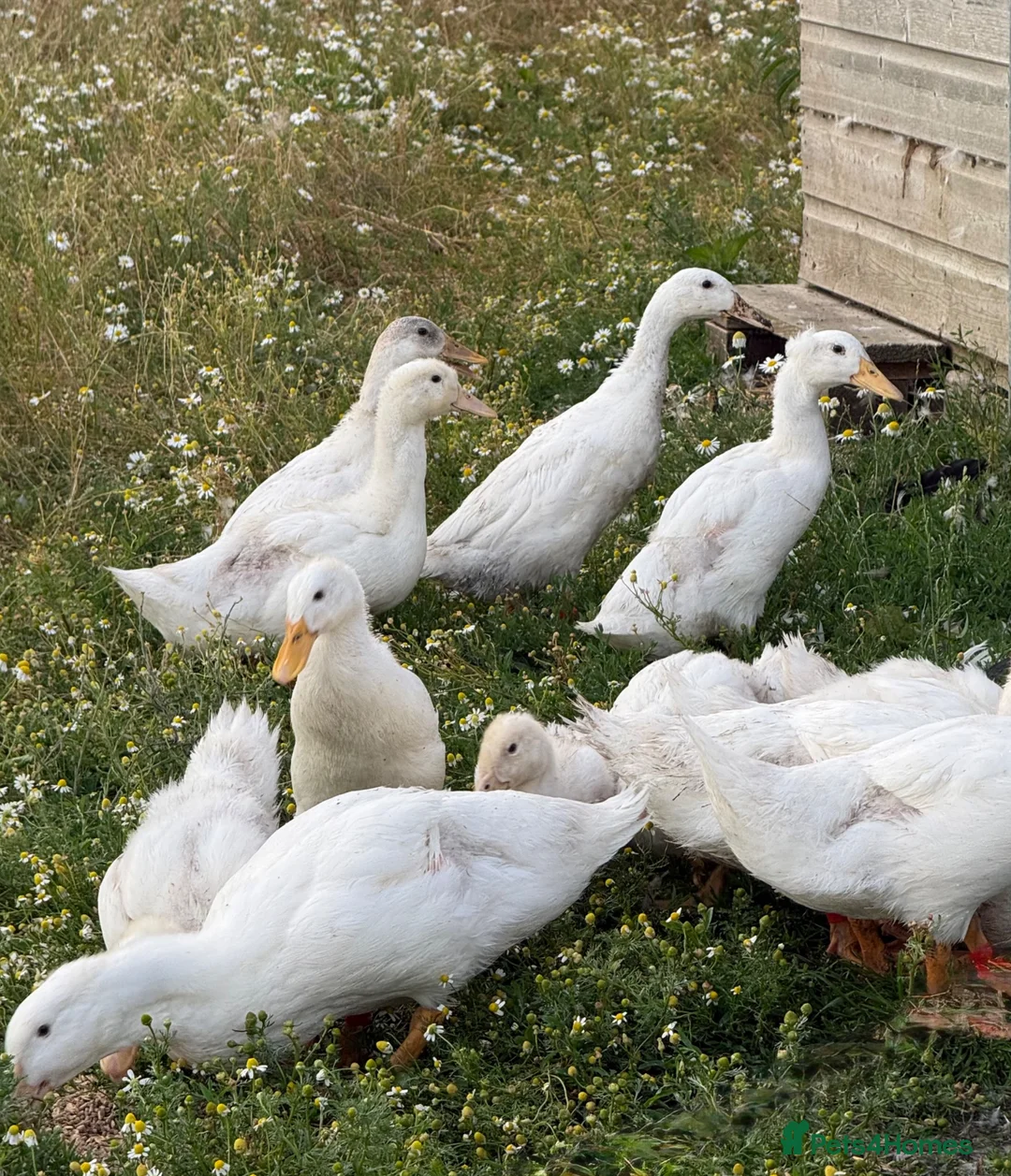 Ducks poultry for sale: Female Aylesbury and Runner Ducks - Advert 7