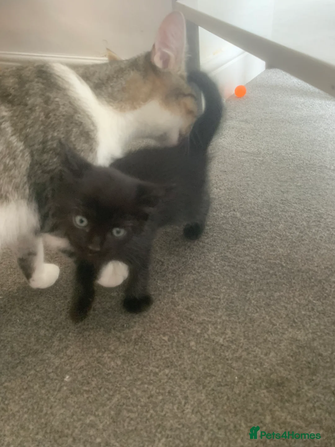 Domestic Shorthair cats for sale: Beautiful Black & Black/White Kittens Available in Colne - Advert 2