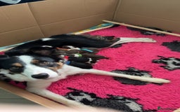 Border Collie dogs for sale: Boarder collie puppies  - Image 1
