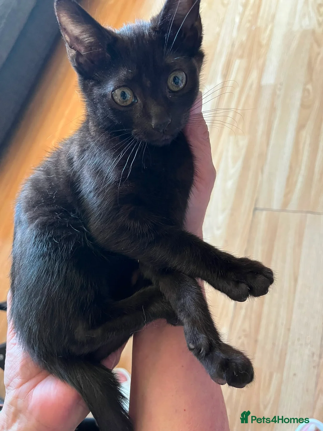 Bengal cats for sale: Bengal x kittens  - Advert 13