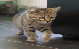 Persian cats for sale: ADORABLE RUSSIAN BLUE X PERSIAN KITTENS - Image 27