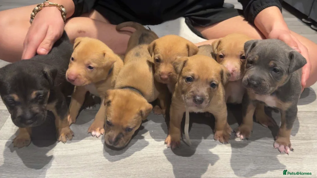 Mixed Breed dogs for sale: Border collie x staffordshire bull terrier pups - Advert 1