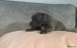 Staffordshire Bull Terrier dogs for sale: Blue Staffordshire Bull Terriers Staffy staffie - Image 15