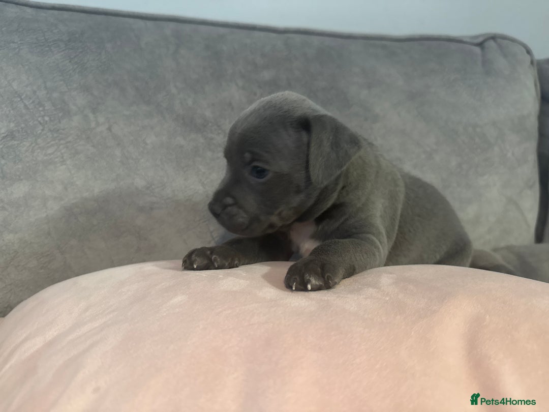 Staffordshire Bull Terrier dogs for sale: Blue Staffordshire Bull Terriers Staffy staffie - Image 15