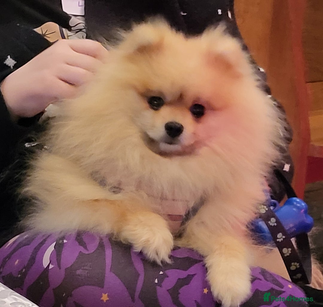 Pomeranian dogs for stud: Beautiful Cream Sable Stud - Teddy Face - Image 4