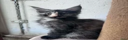 Maine Coon cats for sale: Maine Coon Registered kittens - Advert 6