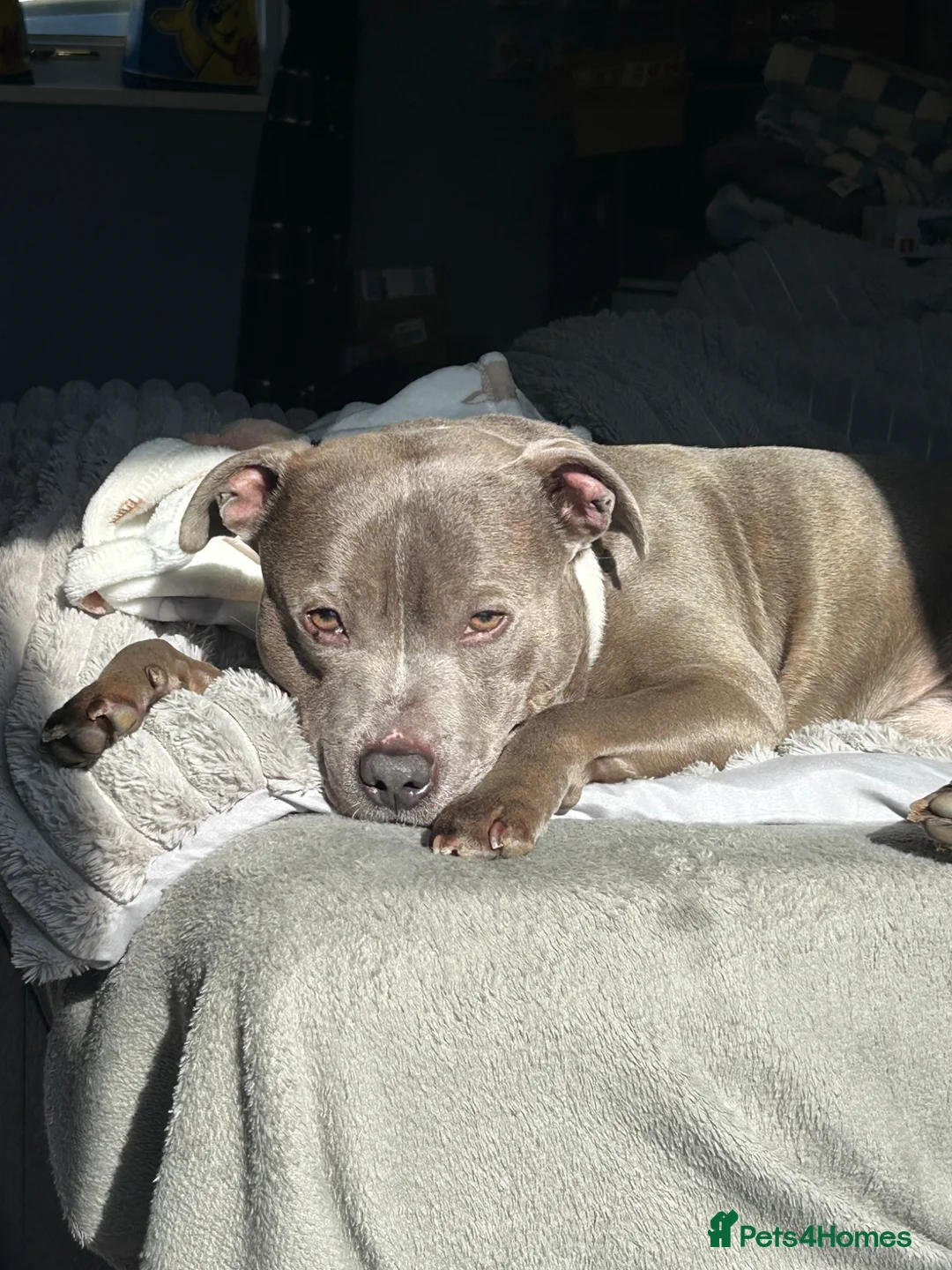 Staffordshire Bull Terrier dogs for sale: Male 6 year old Staffordshire bull terrier  - Advert 2