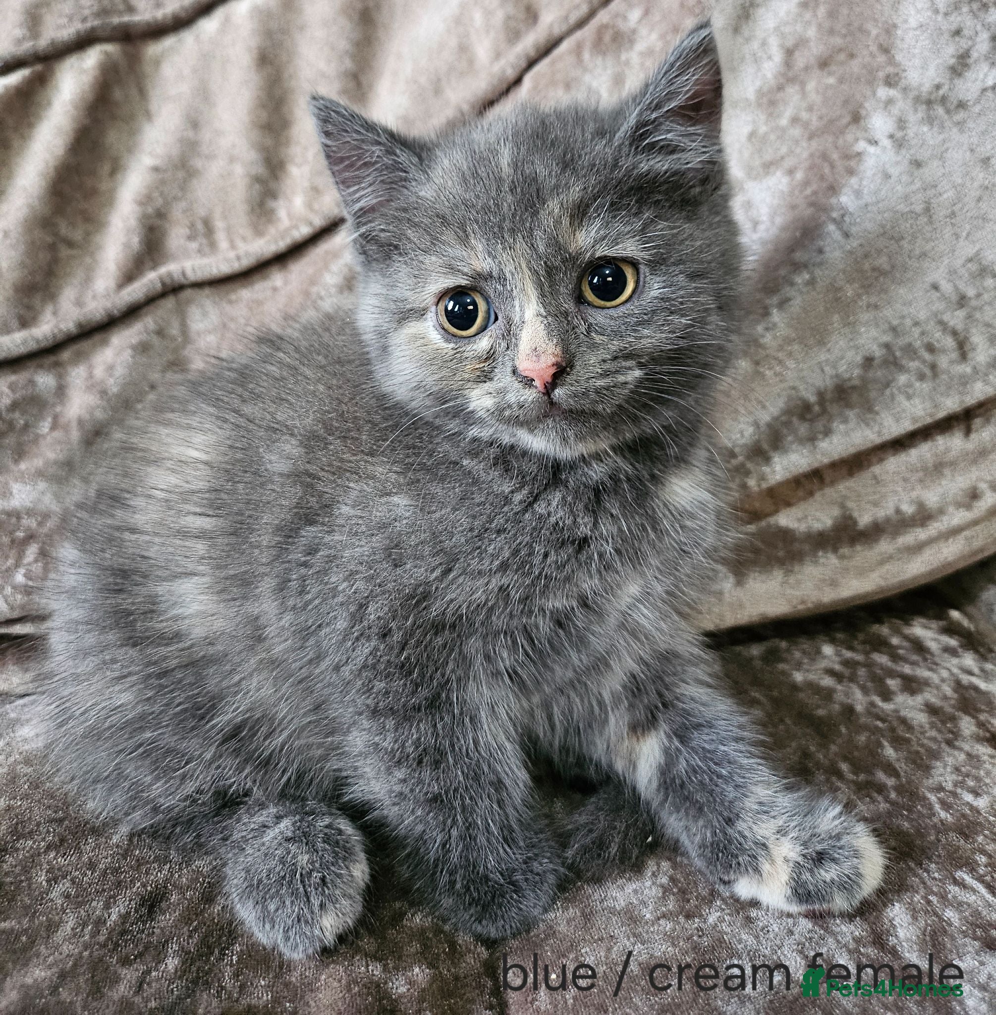 Mixed Breed cats 5 kittens x British blue shorthairs - Advert 1