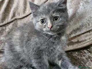 Mixed Breed cats 5 kittens x British blue shorthairs - Advert 4