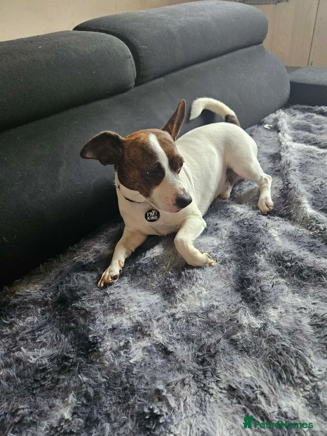 Jack Russell dogs for sale: Jack russel puppies in Leeds - Advert 2