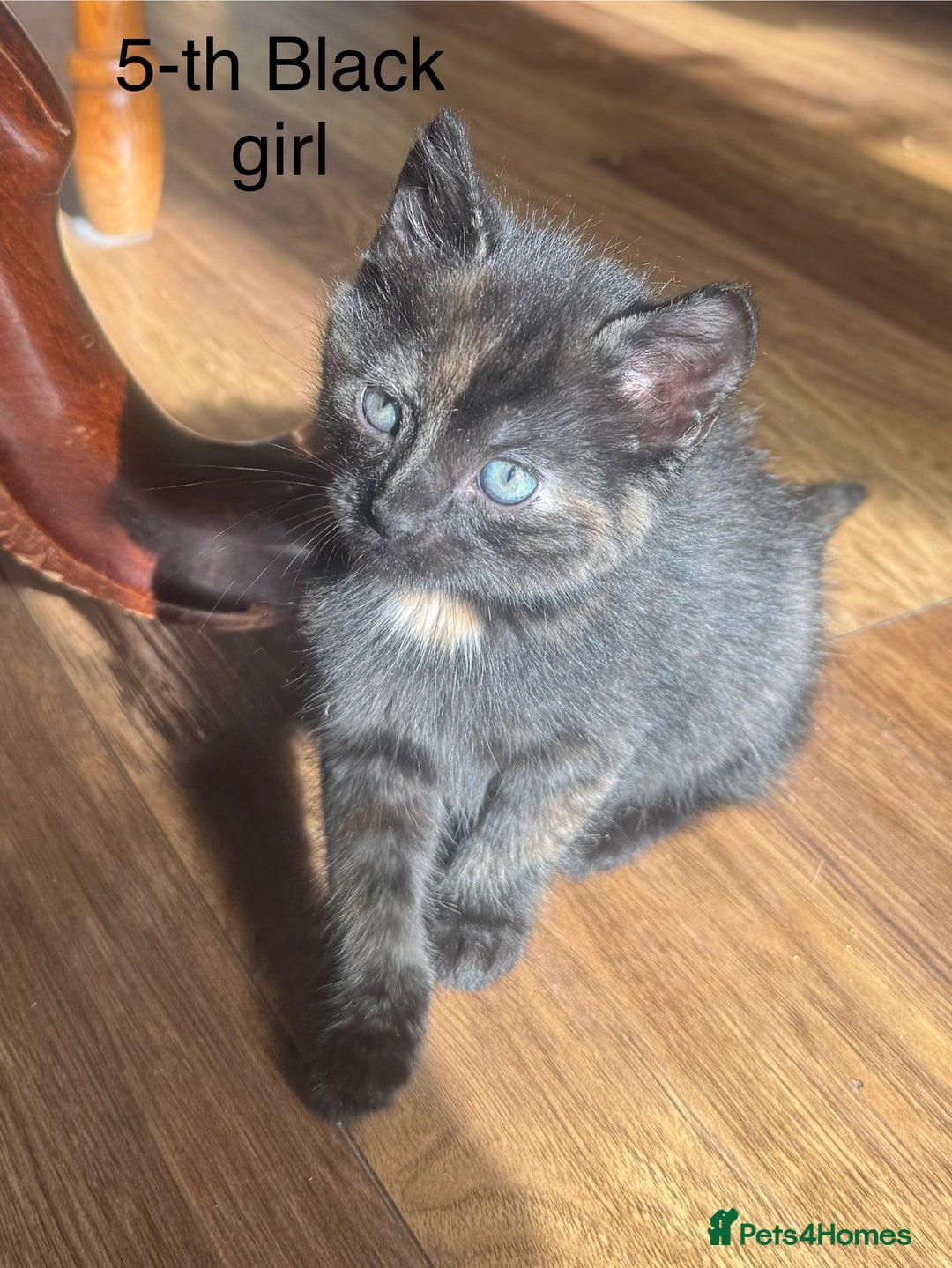 Mixed Breed cats for sale: Kittens (£250-£80) - Image 14
