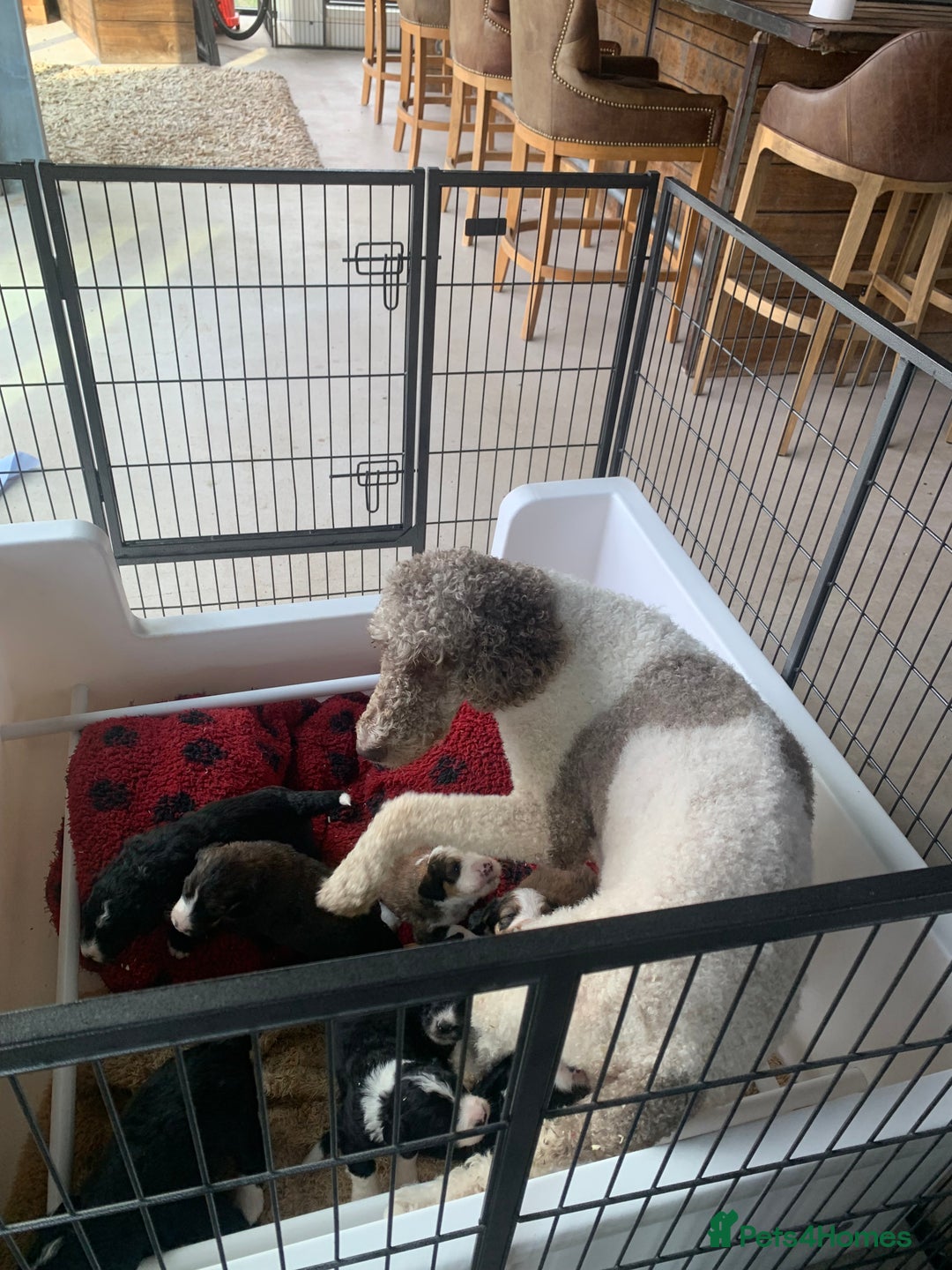 Bernedoodle dogs for sale: F1 Standard Bernedoodle Puppies LN8 - Image 2