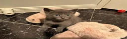 Russian Blue cats for sale: Purebred Russian Blue Kittens in Edinburgh - Advert 2