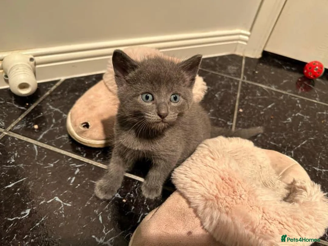 Russian Blue cats for sale: Purebred Russian Blue Kittens in Edinburgh - Advert 2