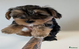 Yorkshire Terrier dogs for sale: 7 male Yorkshire terriers ready to leave.  - Image 9