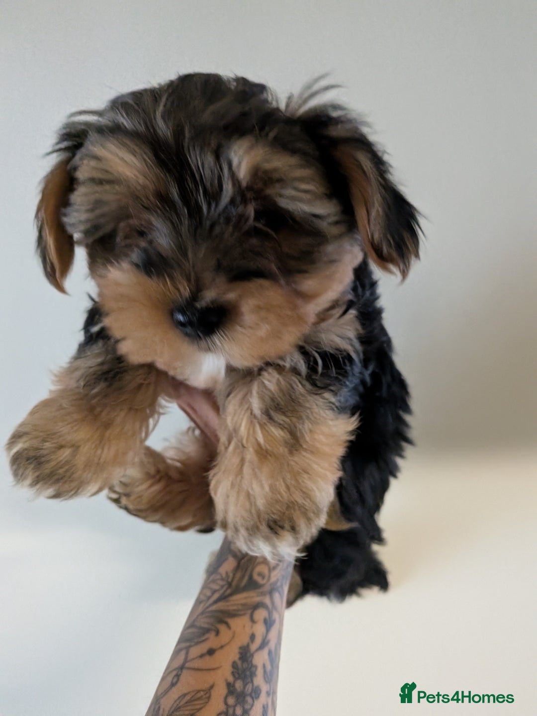 Yorkshire Terrier dogs for sale: 7 male Yorkshire terriers ready to leave.  - Image 9