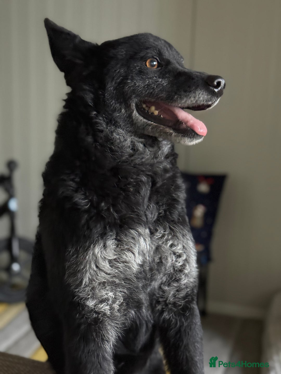 Mixed Breed dogs for adoption: Sweet Romeo Looking for LOVE - Advert 7