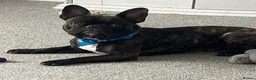 French Bulldog dogs for sale: Male French bulldog for sale - Advert 1