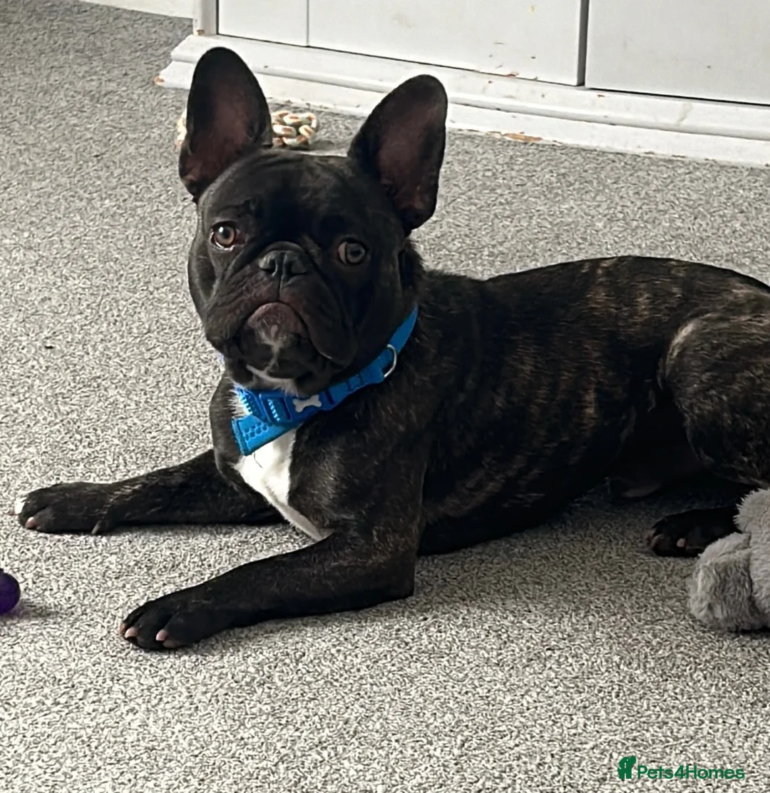 French Bulldog dogs for sale: Male French bulldog for sale - Advert 1