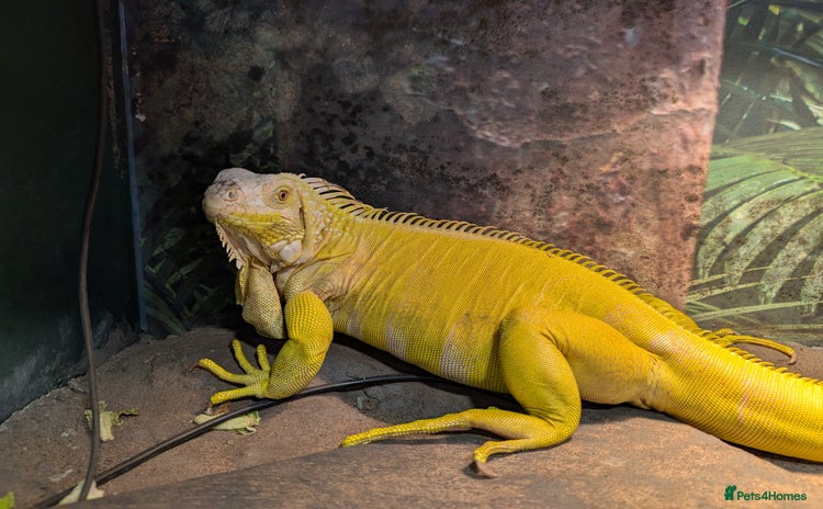 Iguana reptiles - Advert 1