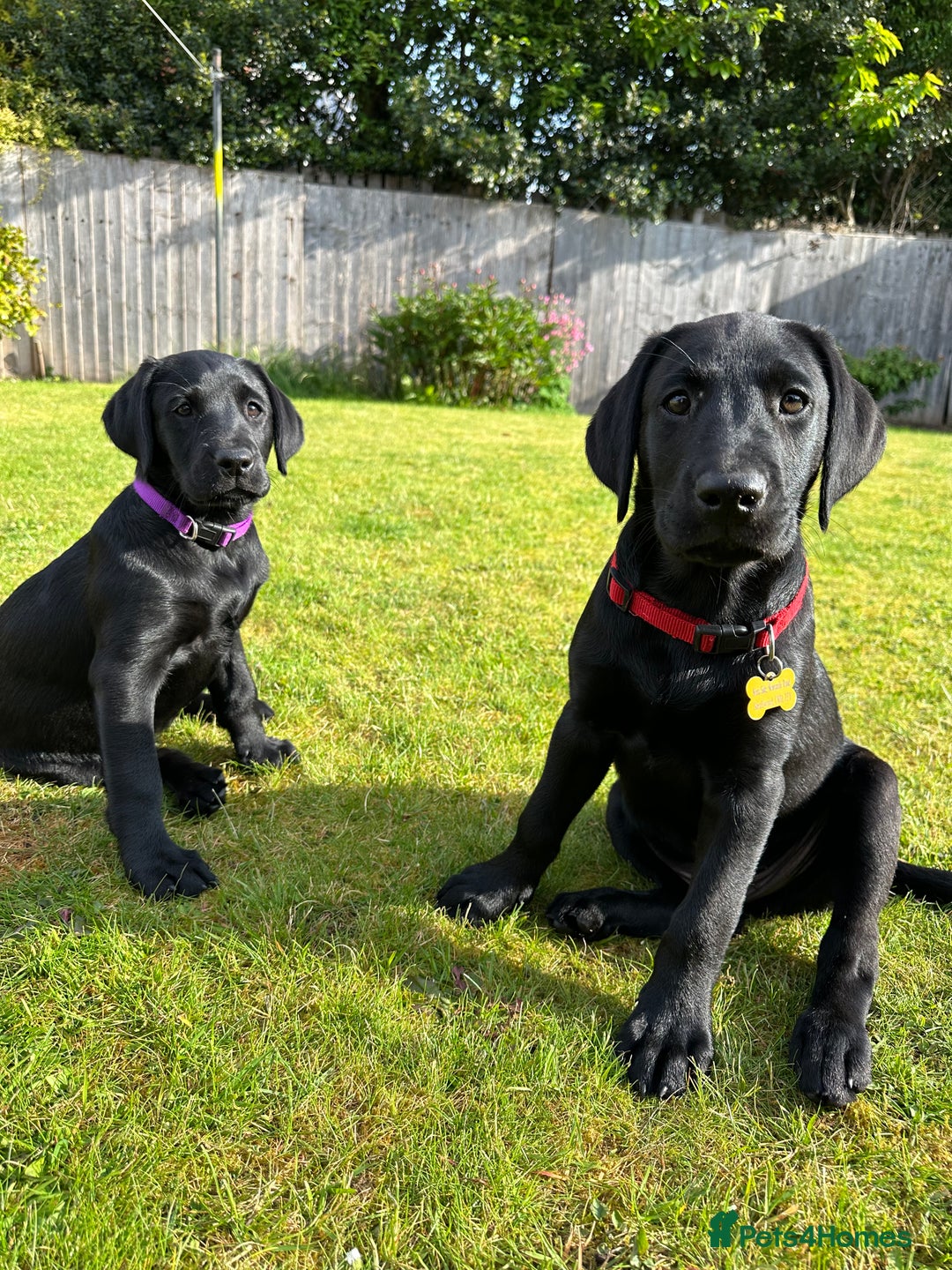 Labrador Retriever dogs for stud: KC registered Labrador Stud - Advert 8
