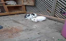 English Lop rabbits for sale: 3 rabbits and full setup - Image 3
